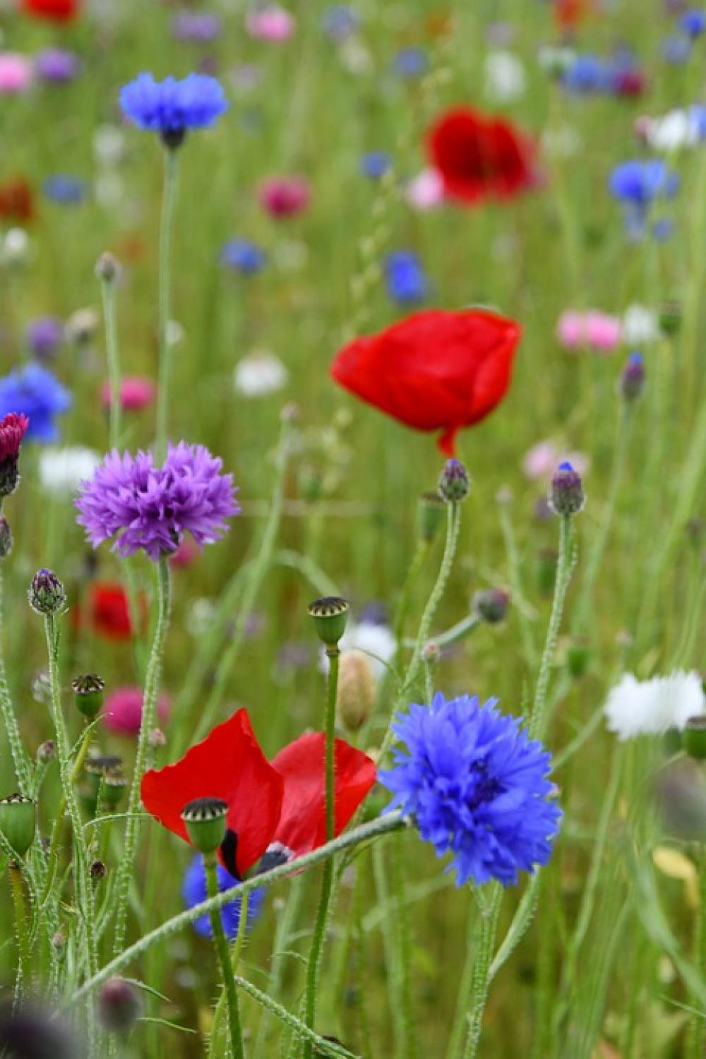 Summer Natural Flowers Bloom Flower Flora Summer Natural Flowers Bloom Flower Flora