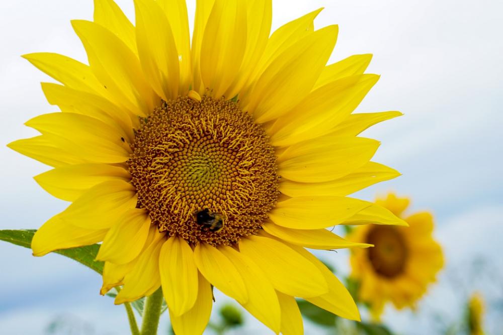 Sunflower Flowers Yellow Bee Summer Bright Sunflower Flowers Yellow Bee Summer Bright