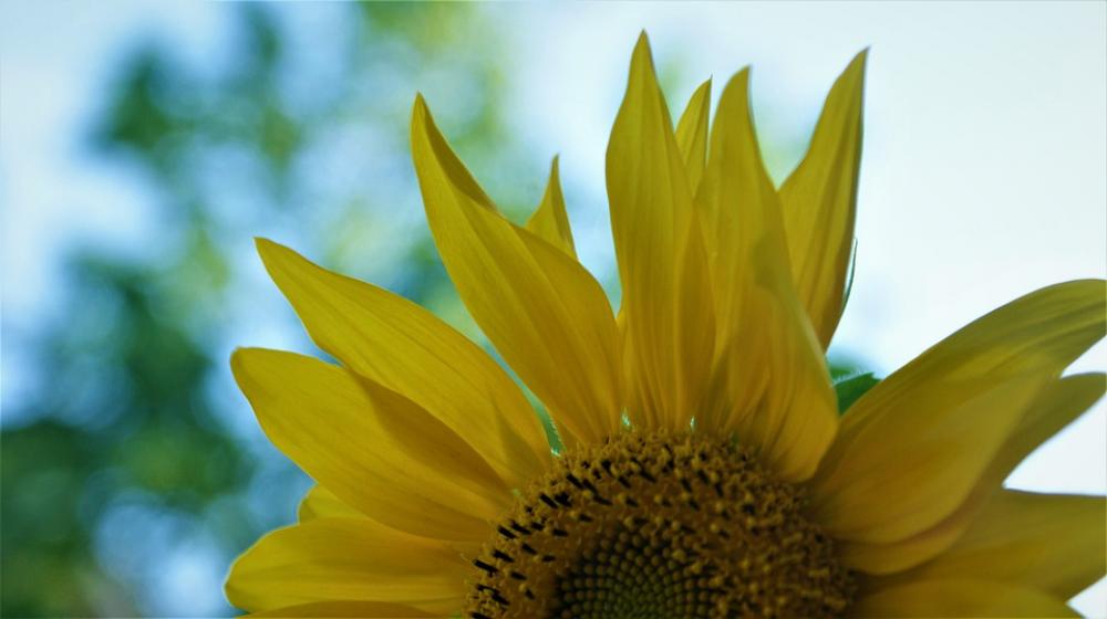 Sunflower Yellow Summer Bloom Bright Vegetable Sunflower Yellow Summer Bloom Bright Vegetable