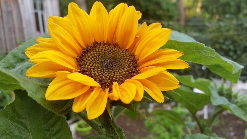 Sunflower Summer Garden Summer Flower Flower Sunflower Summer Garden Summer Flower Flower