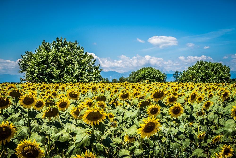 Sunflower Field Trees Summer Nature Flowers Sunflower Field Trees Summer Nature Flowers