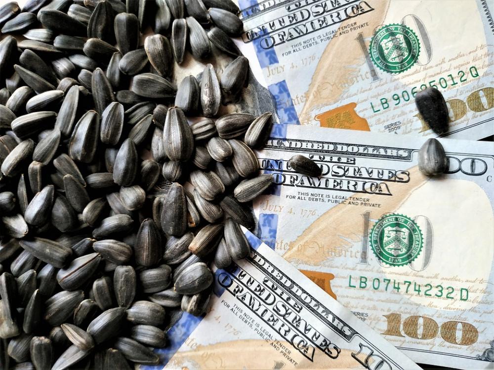 Sunflower Seeds Agriculture Sunflower Harvest Sunflower Seeds Agriculture Sunflower Harvest
