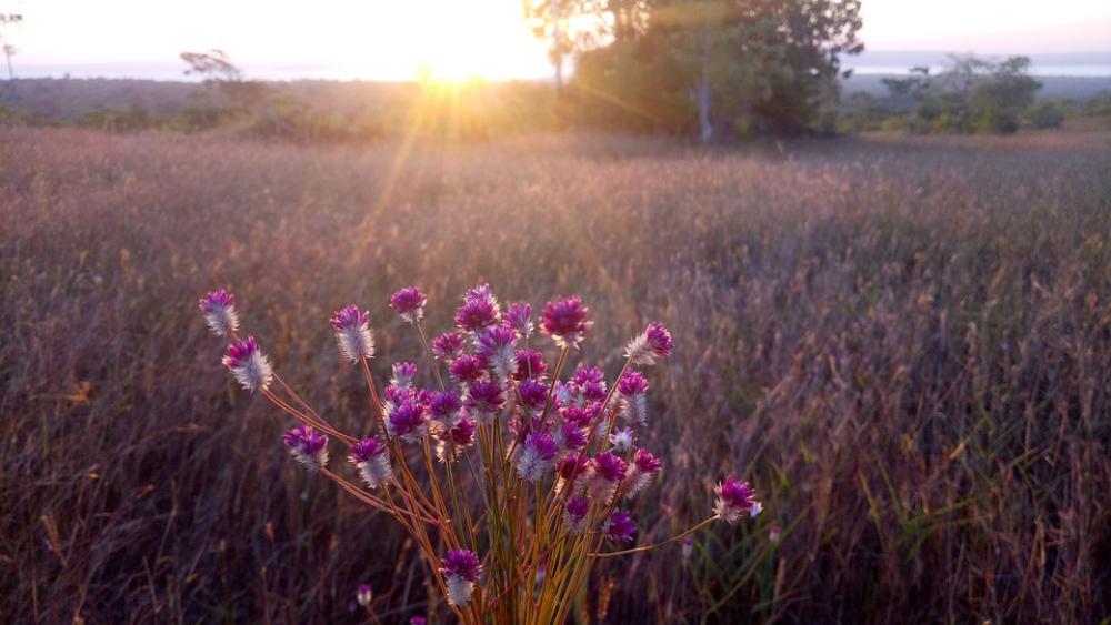 Sunset Flower Afternoon Meadow Sunset Flower Afternoon Meadow