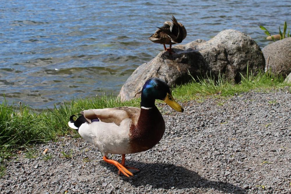 Sweden Stockholm Lake Mallard Goose Landscape May Sweden Stockholm Lake Mallard Goose Landscape May