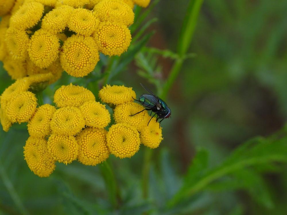 Tansy Common Tansy Yellow Plant Meadow Flower Tansy Common Tansy Yellow Plant Meadow Flower