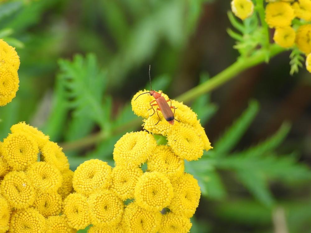 Tansy Common Tansy Yellow Plant Meadow Flower Tansy Common Tansy Yellow Plant Meadow Flower
