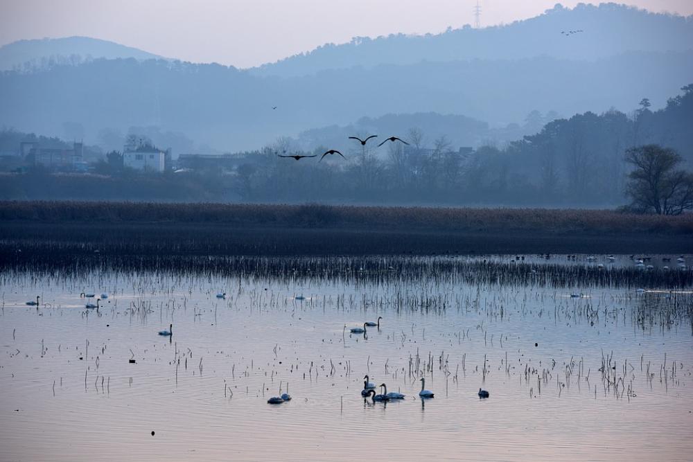 The Main South Reservoir Migratory Birds Changwon The Main South Reservoir Migratory Birds Changwon