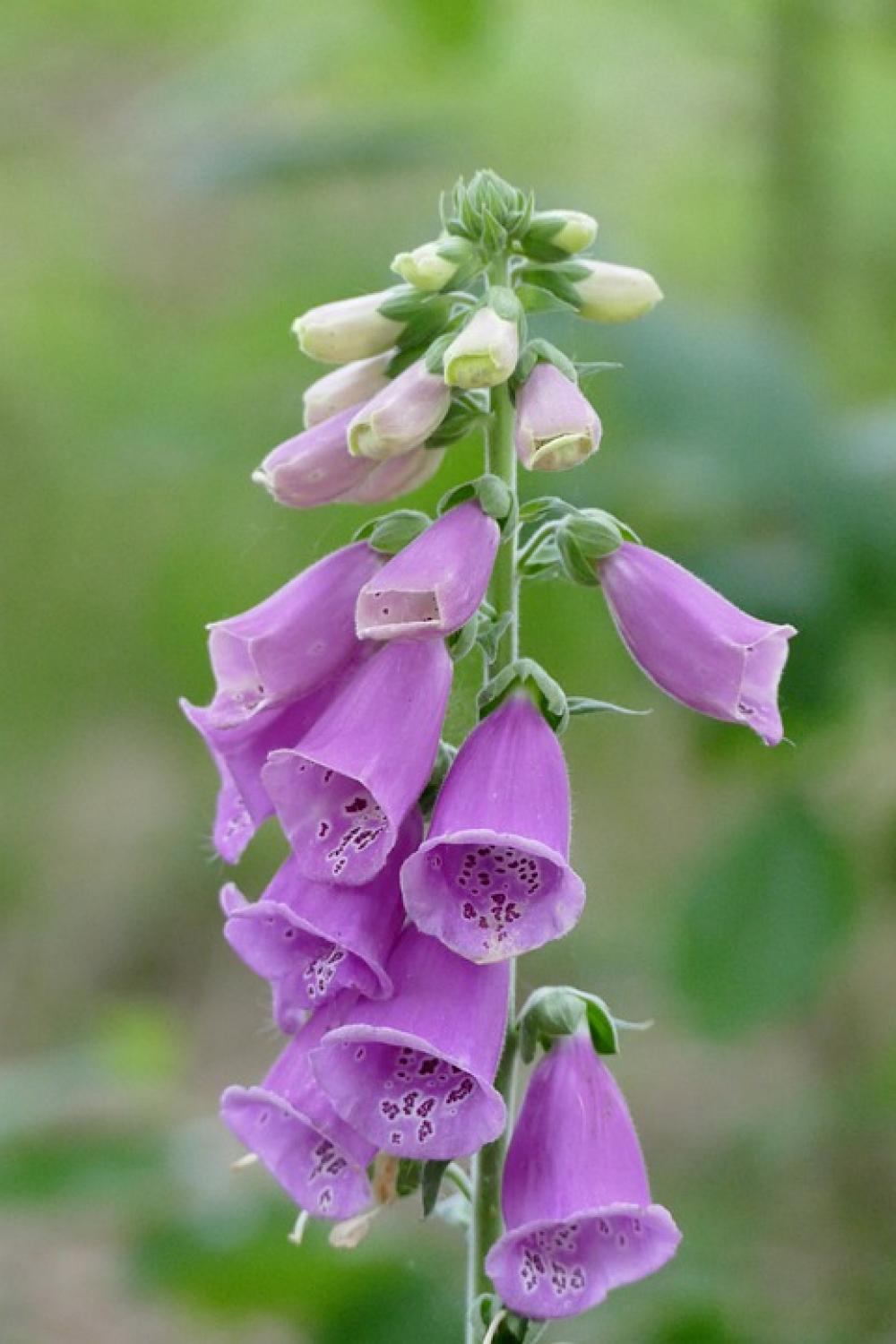 Thimble Flower Plant Summer Thimble Flower Plant Summer