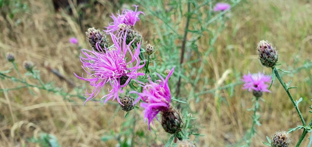 Thistle Flower Plant Summer Violet Purple Flowers Thistle Flower Plant Summer Violet Purple Flowers