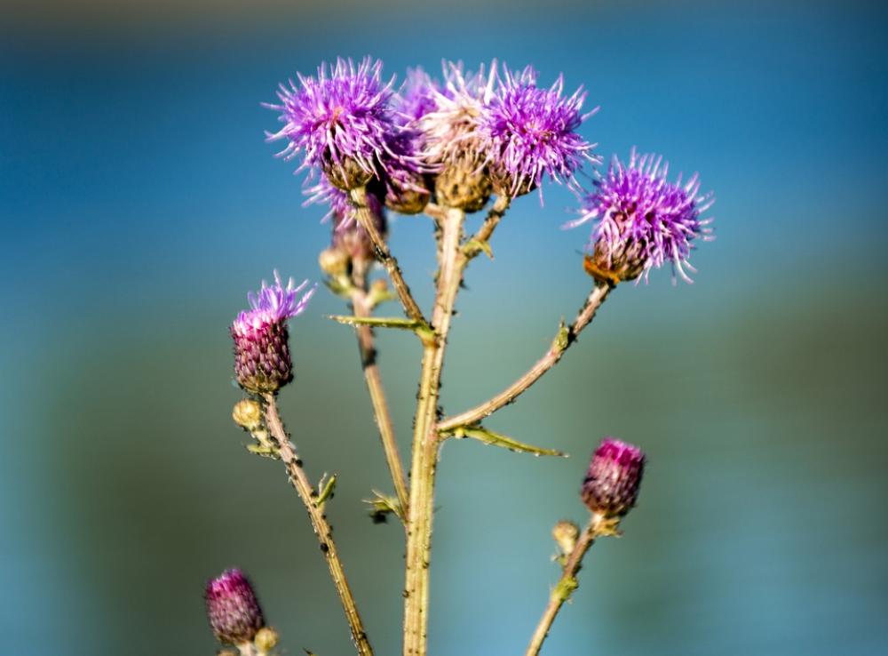 Thistle Flower Plant Spiny Closeup Flora Purple Thistle Flower Plant Spiny Closeup Flora Purple
