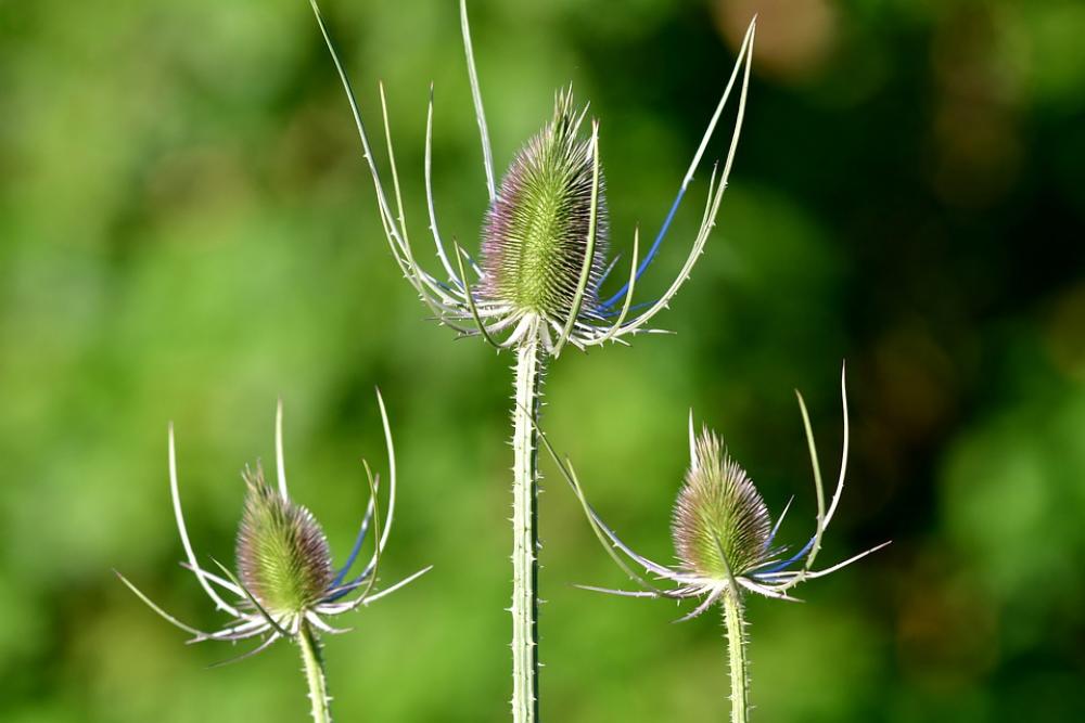 Thistles Plant Spines Nature Summer Flower Flora Thistles Plant Spines Nature Summer Flower Flora