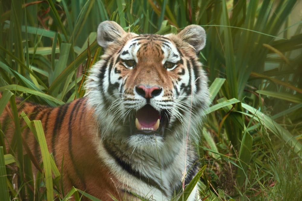 Tiger Looking Stare Mouth Open Cute Fur Cat Tiger Looking Stare Mouth Open Cute Fur Cat