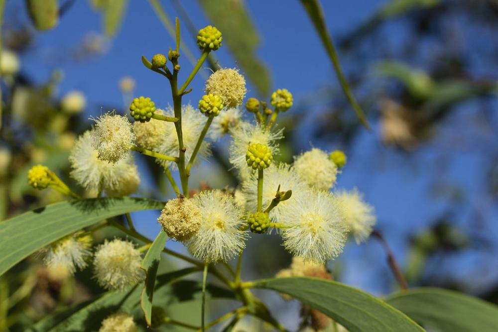 Tree Branch Flower Blossom Nature Seasons Tree Branch Flower Blossom Nature Seasons
