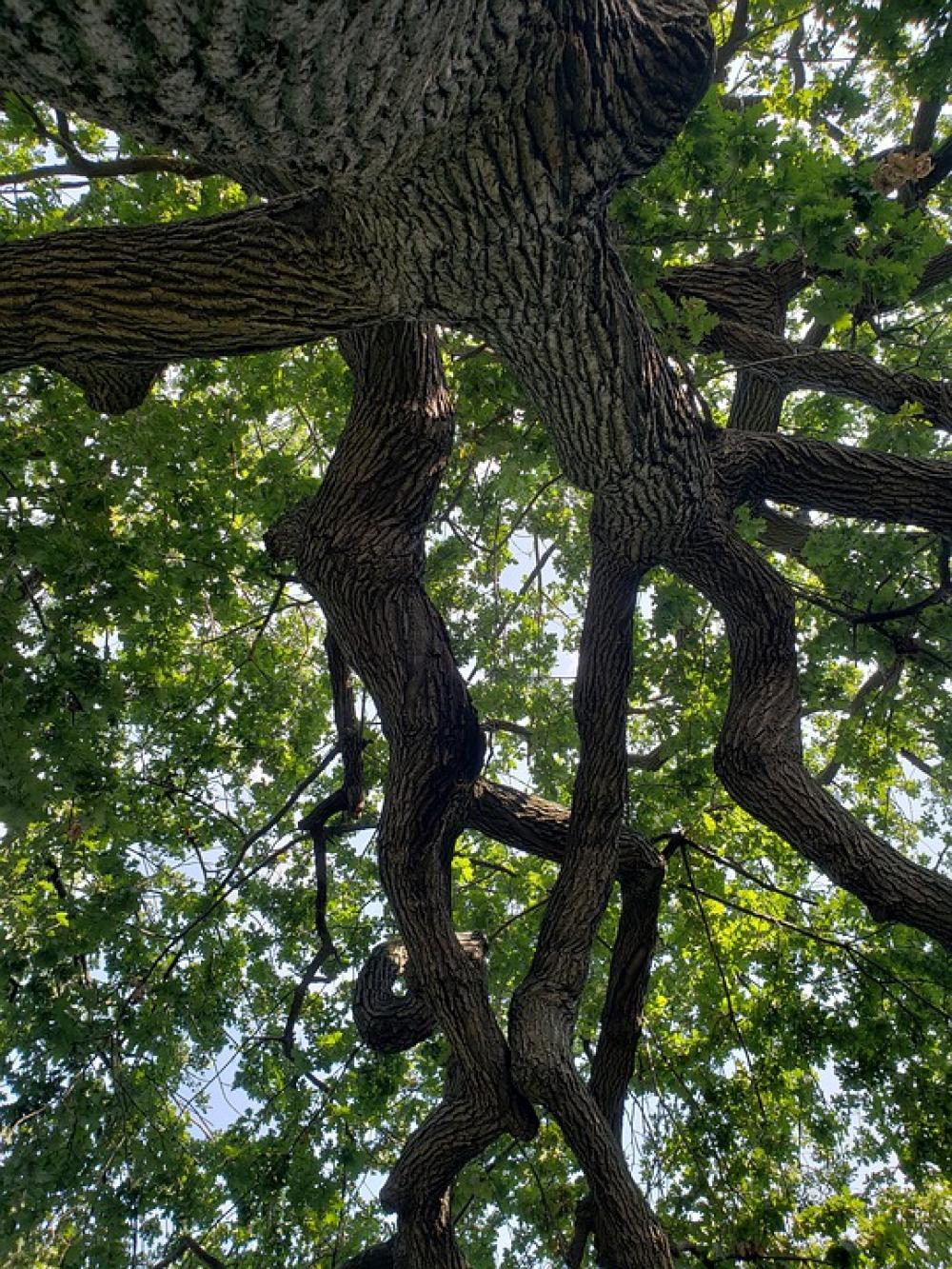 Tree Nature Green Wood Trunk Tree Nature Green Wood Trunk