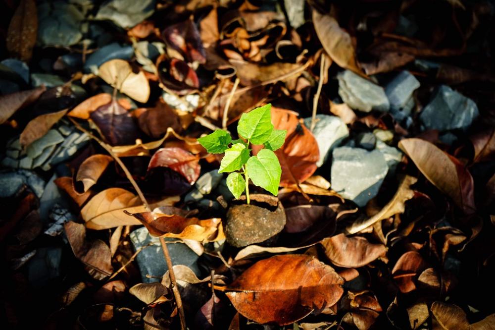 Tree Strong Nature Wild Beauty Tree Strong Nature Wild Beauty