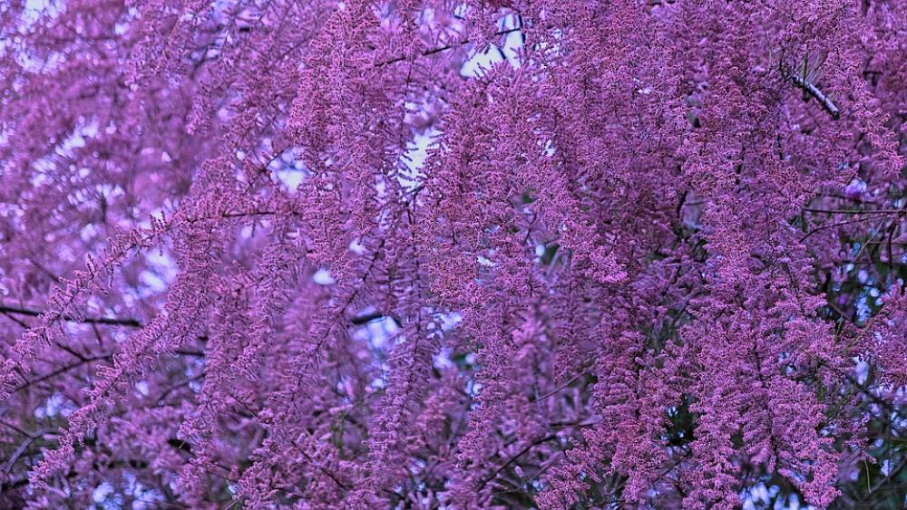 Tree Blooming Spring Bloom Blossom Pink Nature Tree Blooming Spring Bloom Blossom Pink Nature
