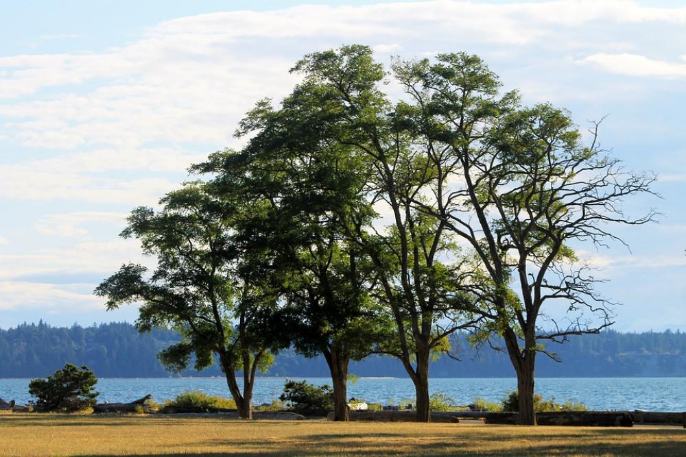Trees Park Grass Driftwood Sea Ocean Sky Water Trees Park Grass Driftwood Sea Ocean Sky Water