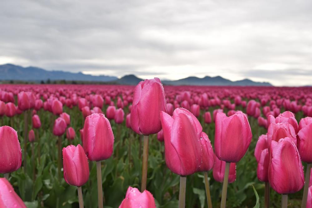 Tulips Pink May Flowers Mt Vernon Landscape Tulips Pink May Flowers Mt Vernon Landscape
