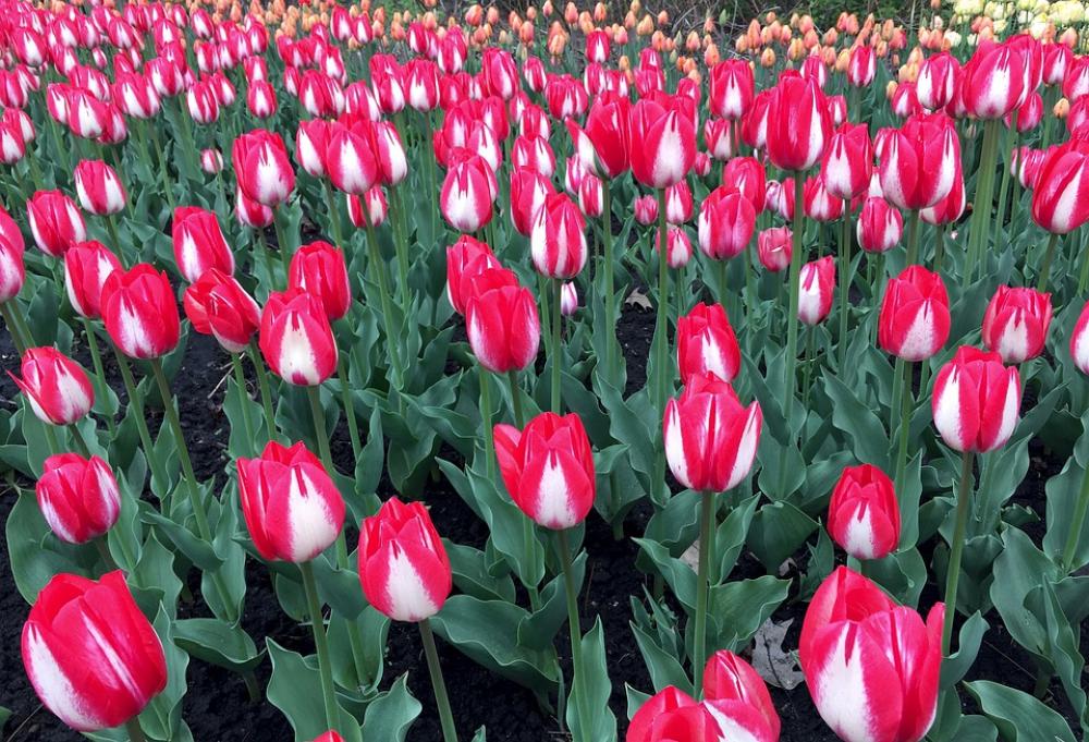 Tulips Flowers Spring Field Red Green Tulip Tulips Flowers Spring Field Red Green Tulip