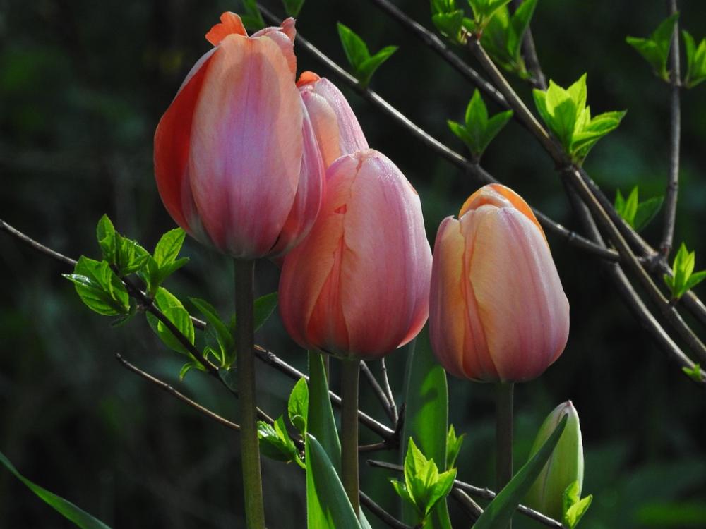 Tulips Flower Flowers Spring Plant Tulip Tulips Flower Flowers Spring Plant Tulip
