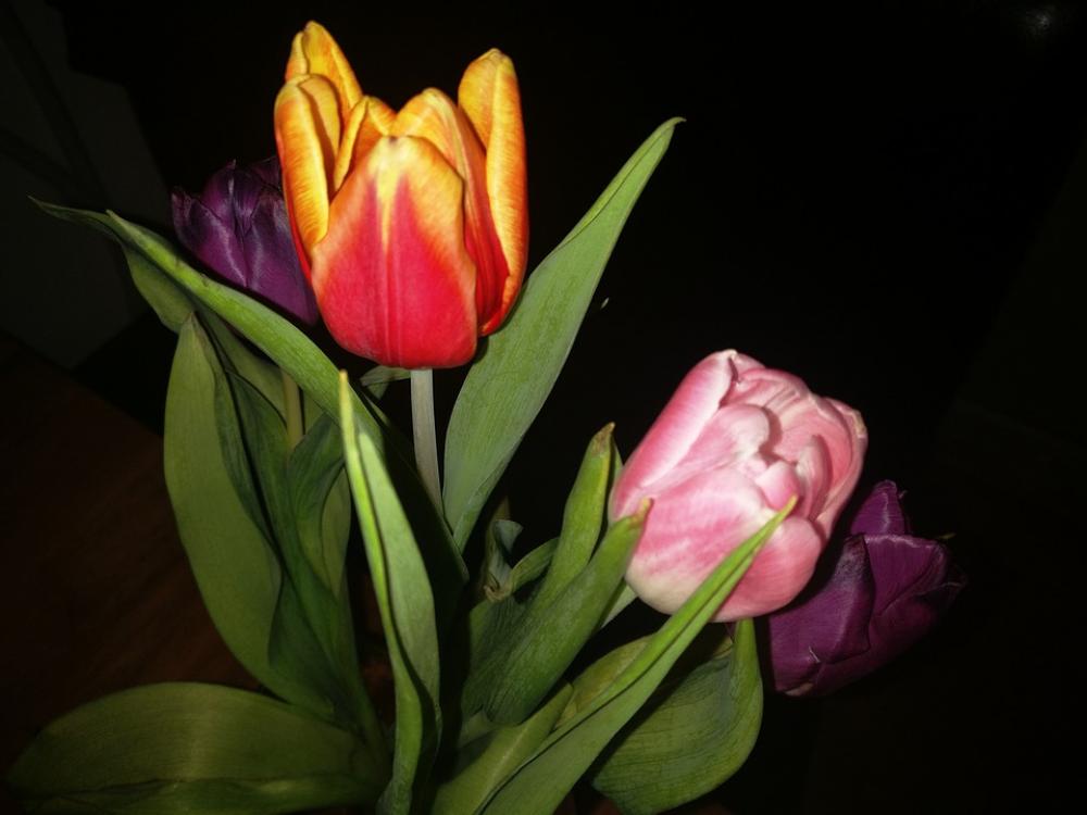 Tulips Flower Holland Gift Frühlingsanfang Tulips Flower Holland Gift Frühlingsanfang