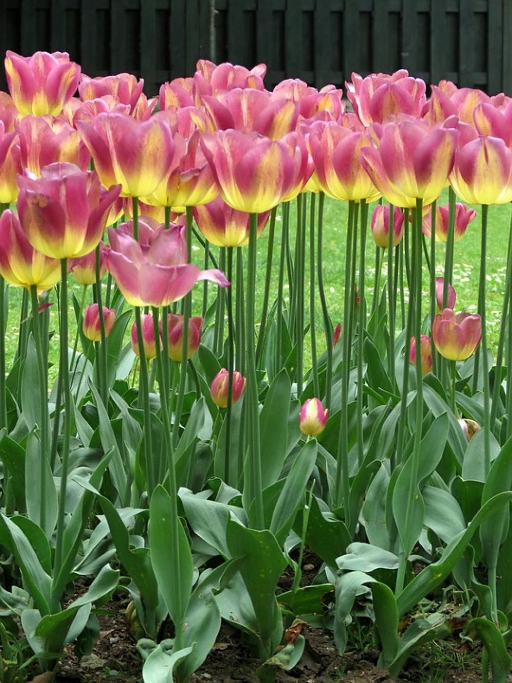Tulips Parrot Bright Garden Tulips Parrot Bright Garden