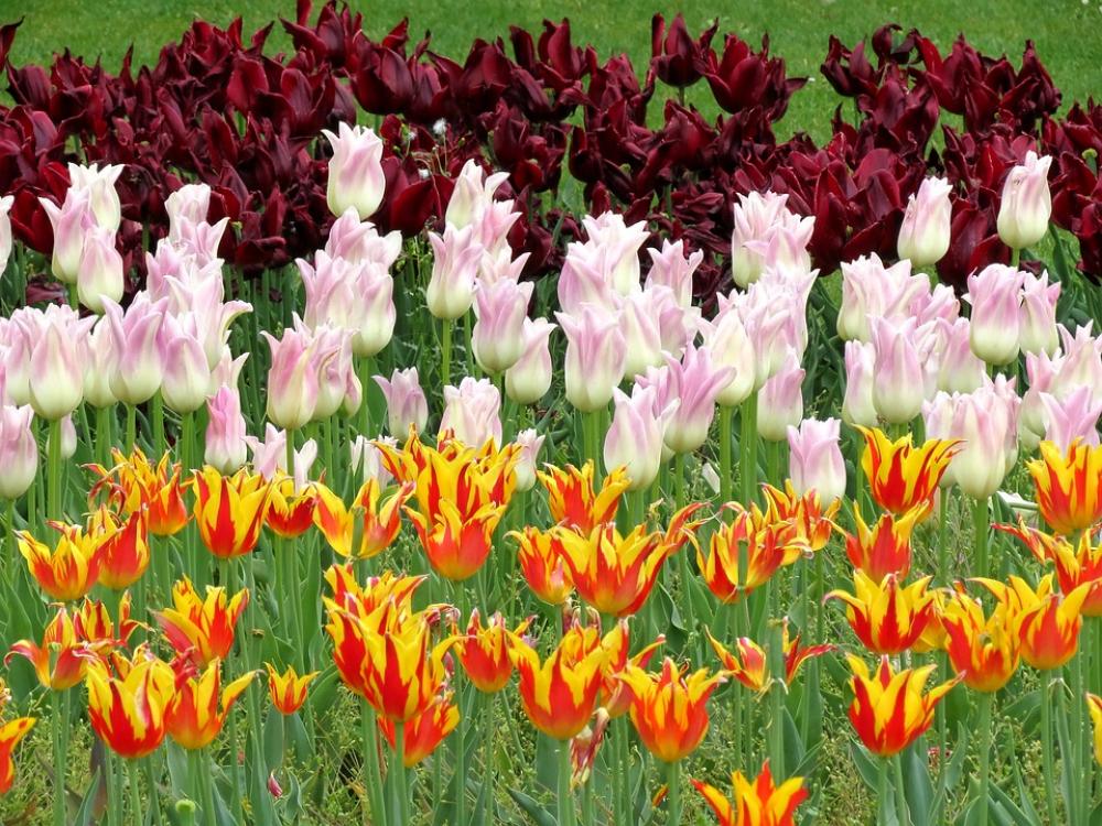 Tulips Parrot Bright Garden Tulips Parrot Bright Garden