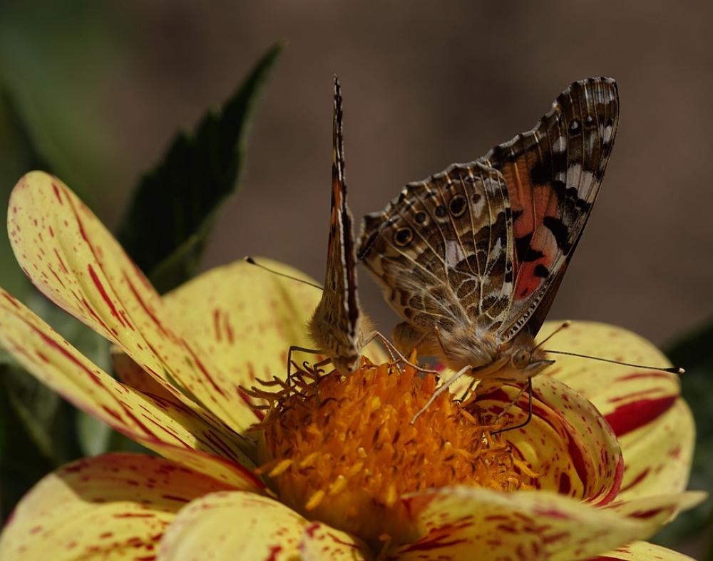 Vanessa Cardui Walking Butterfly Edelfalter Insect Vanessa Cardui Walking Butterfly Edelfalter Insect