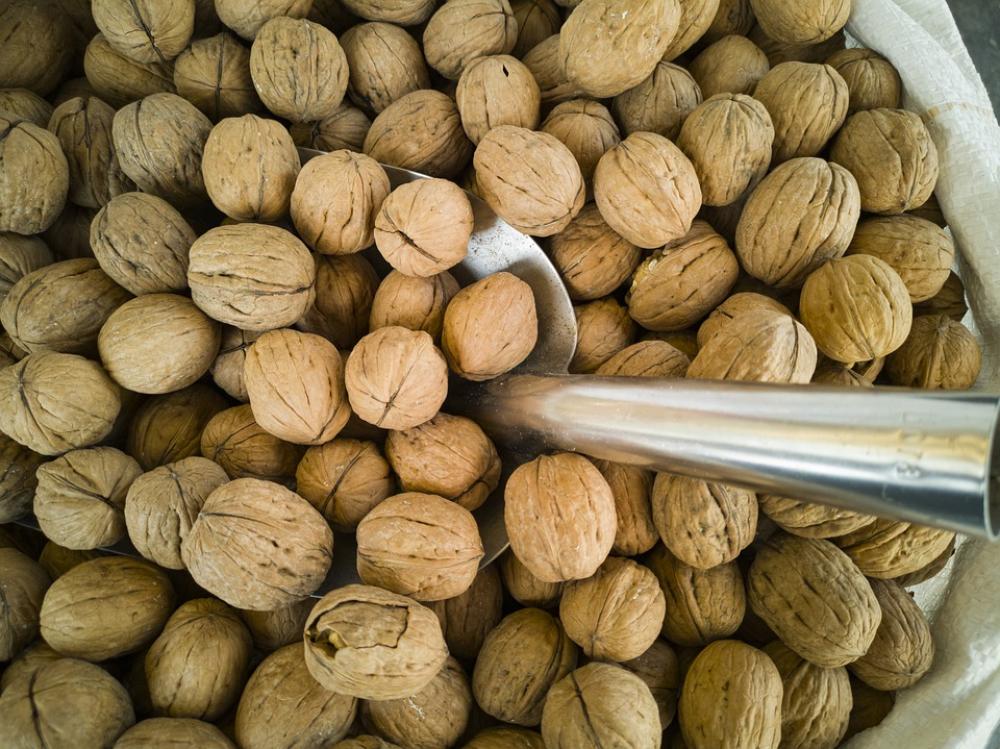 Walnut Dried Fruits And Nuts Shelled Healthy Food Walnut Dried Fruits And Nuts Shelled Healthy Food