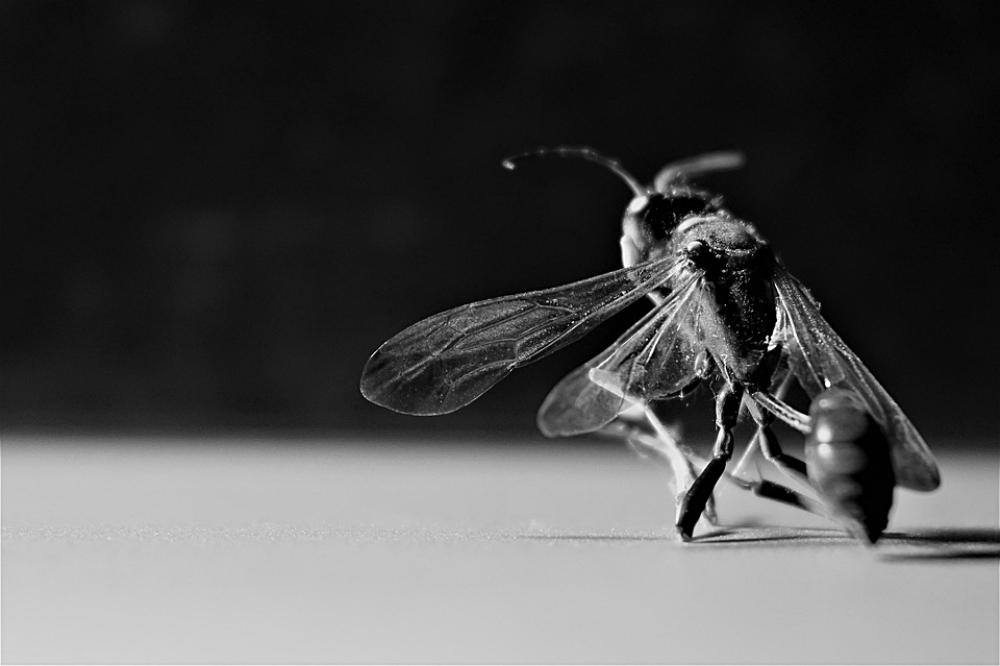 Wasp Insect Wing Wasp Insect Wing