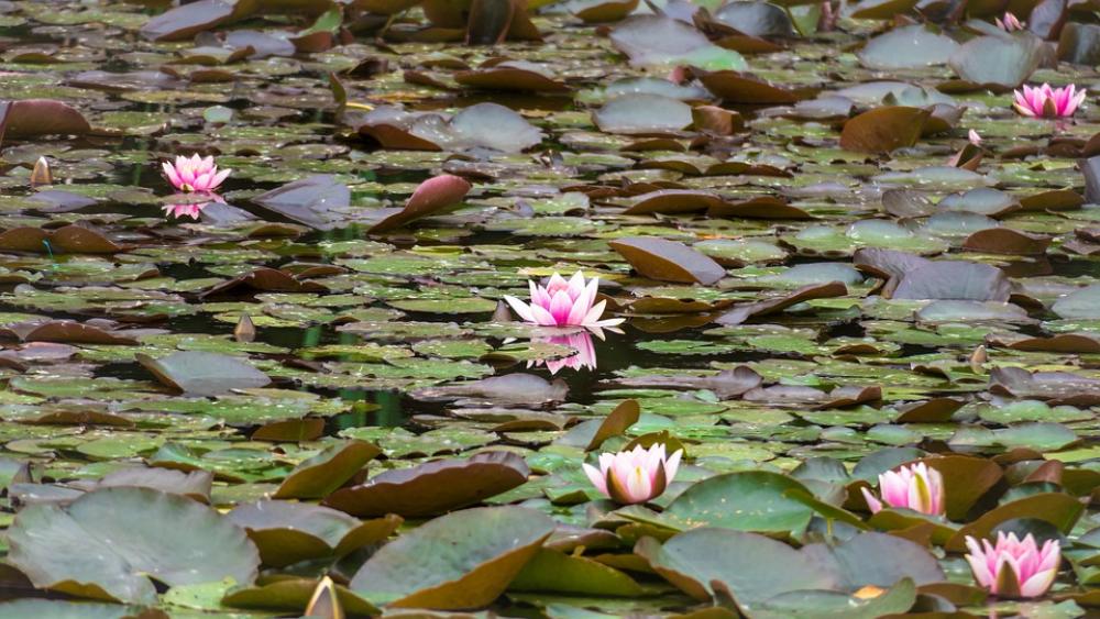 Water Lilies Blossom Bloom Pond Bloom Lily Pond Water Lilies Blossom Bloom Pond Bloom Lily Pond