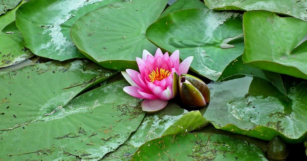 Water Lilies Pond Flower Summer Water Lily Pink Water Lilies Pond Flower Summer Water Lily Pink