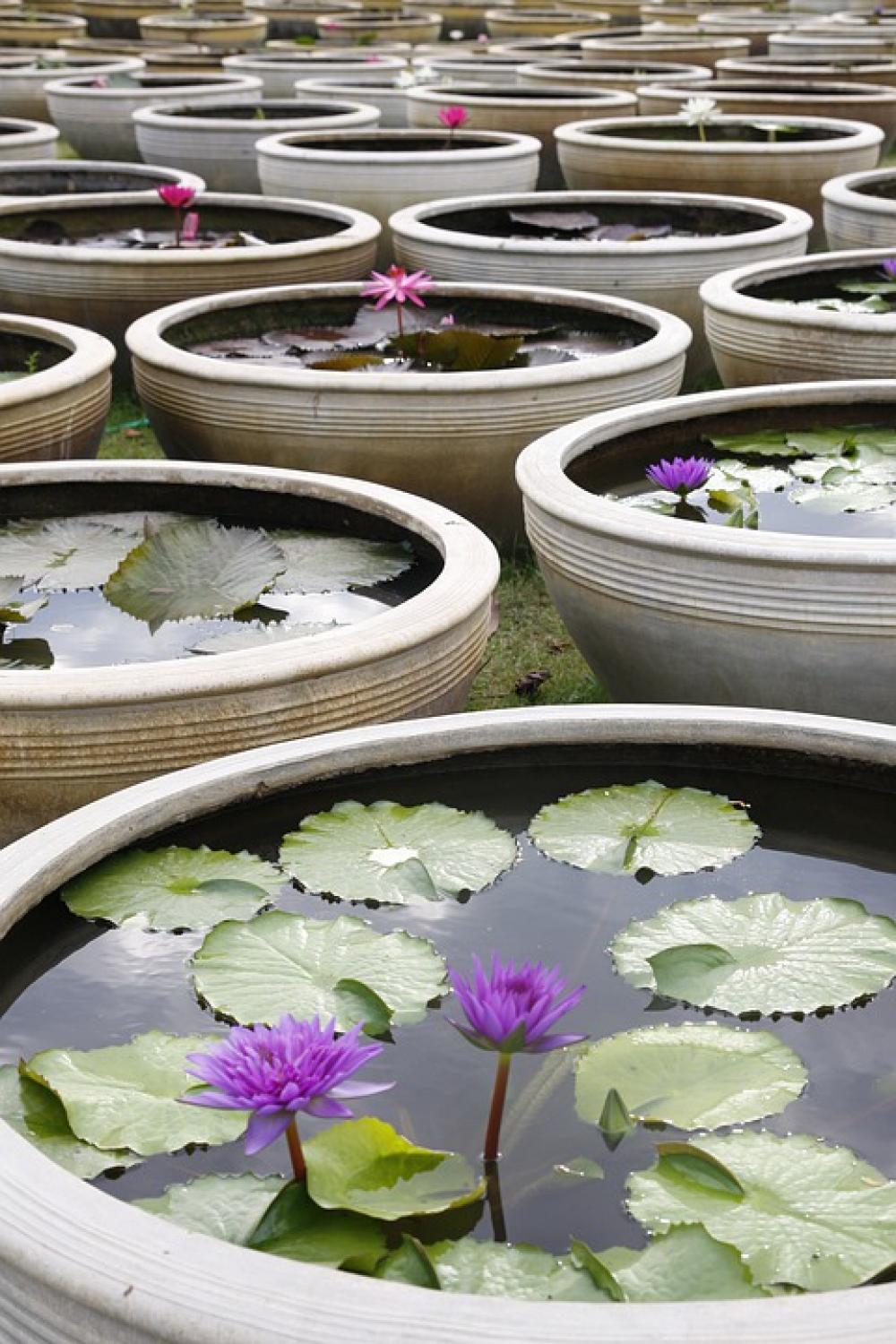 Water Lily Blooming Pond Thailand Ceramic Water Lily Blooming Pond Thailand Ceramic