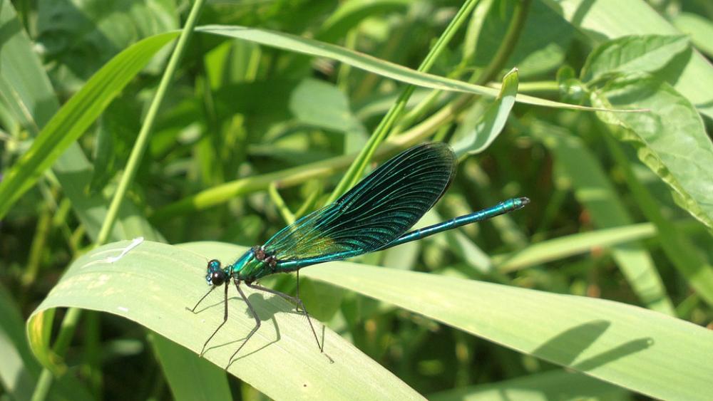 Ważka Stab Insect Summer River Blue Nature Ważka Stab Insect Summer River Blue Nature