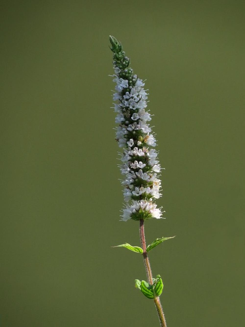 White Small Flowers Nature Plant Flora White Small Flowers Nature Plant Flora