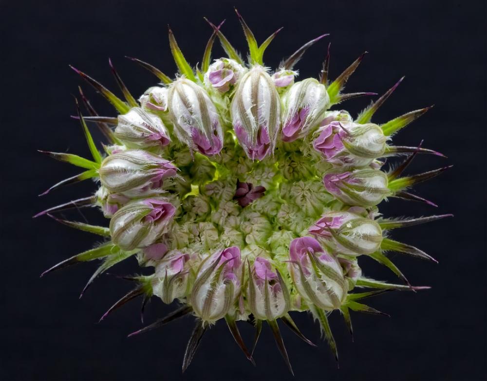 Wild-Carrot Flowerhead Wildflower Pink Green Wild-Carrot Flowerhead Wildflower Pink Green