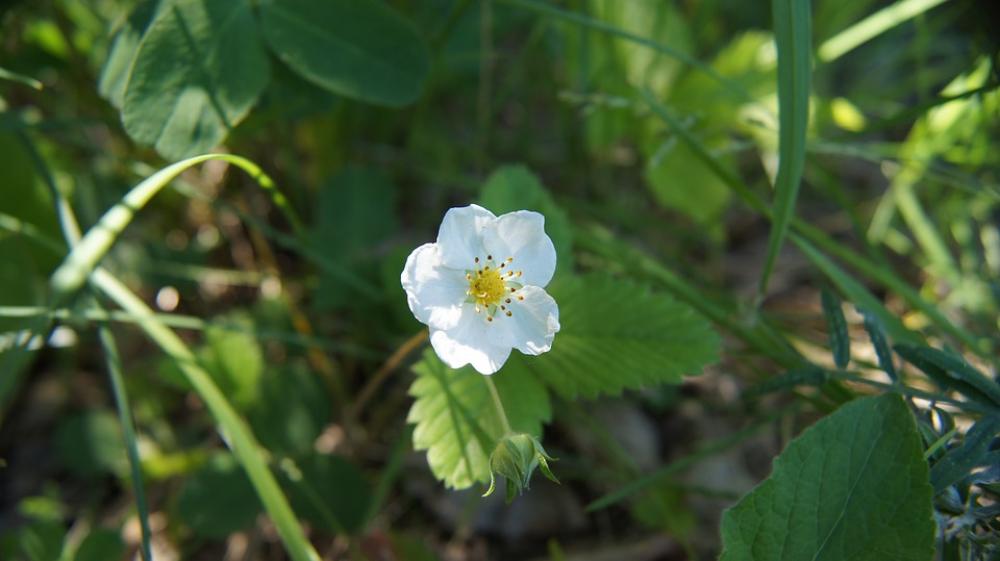 Wild Strawberry Strawberry Wildflowers Flower White Wild Strawberry Strawberry Wildflowers Flower White