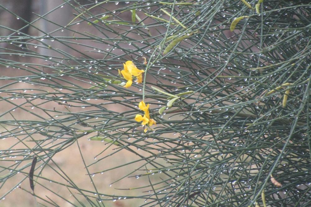Winter Drops Rain Broom Winter Drops Rain Broom