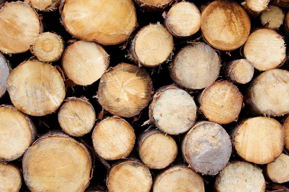 Wood Tree Trunks Wood Trunks Carpenter Nature Wood Tree Trunks Wood Trunks Carpenter Nature