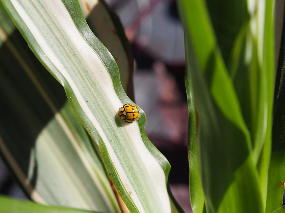 Yellow Ladybug Green Leaves Garden Yellow Ladybug Green Leaves Garden