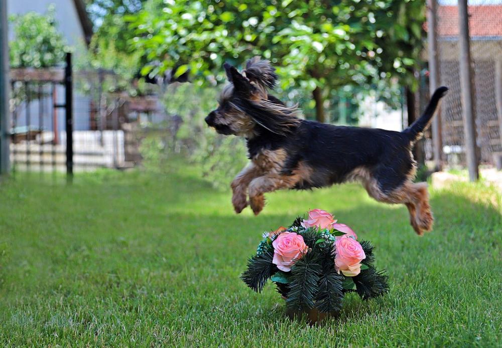 Yorkshire Terrier Dog Cute Roses Wreath Jump Yorkshire Terrier Dog Cute Roses Wreath Jump