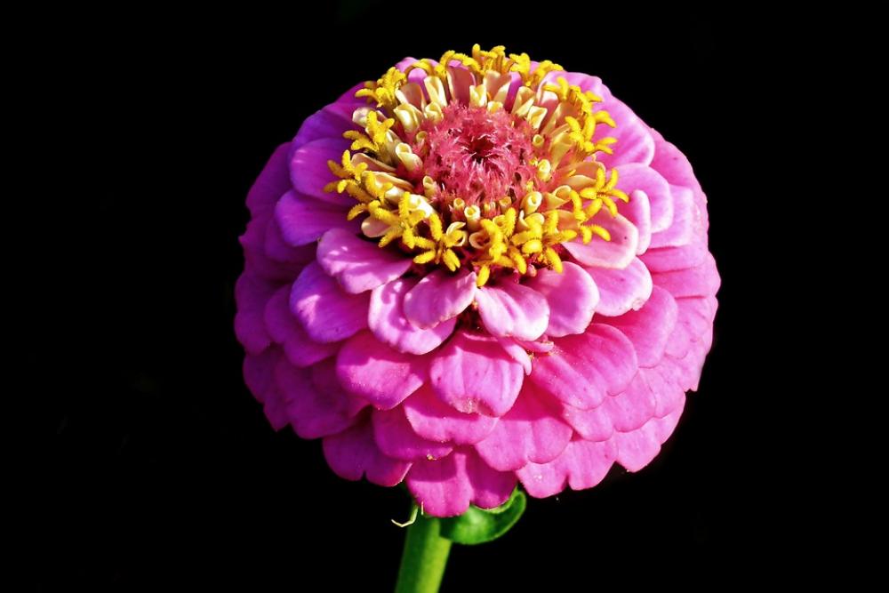 Zinnia Flower Pink Garden Nature Closeup Summer Zinnia Flower Pink Garden Nature Closeup Summer