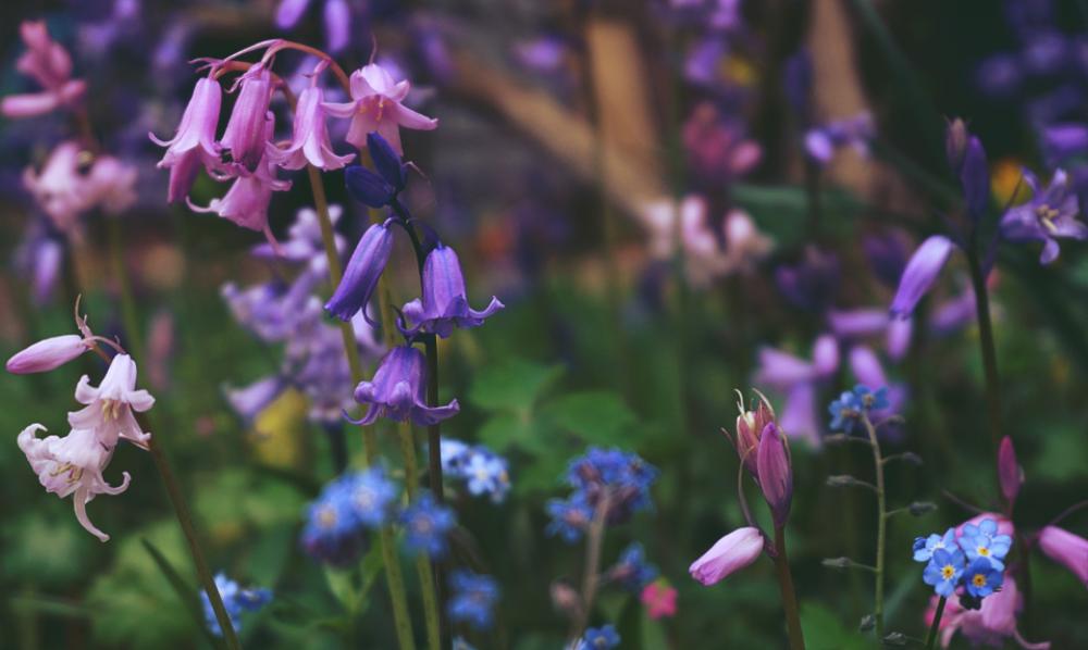 bluebells flowers meadow garden flora bluebells flowers meadow garden flora