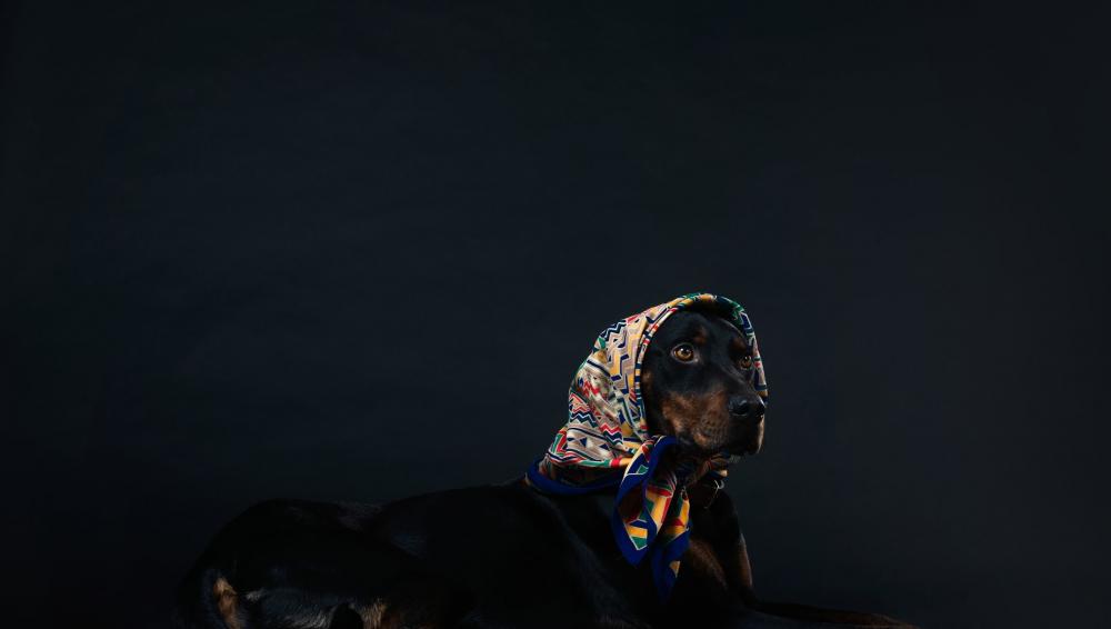 A Black And Tan Dog In A Headscarf Lies Against A Wall Photo A Black And Tan Dog In A Headscarf Lies Against A Wall Photo