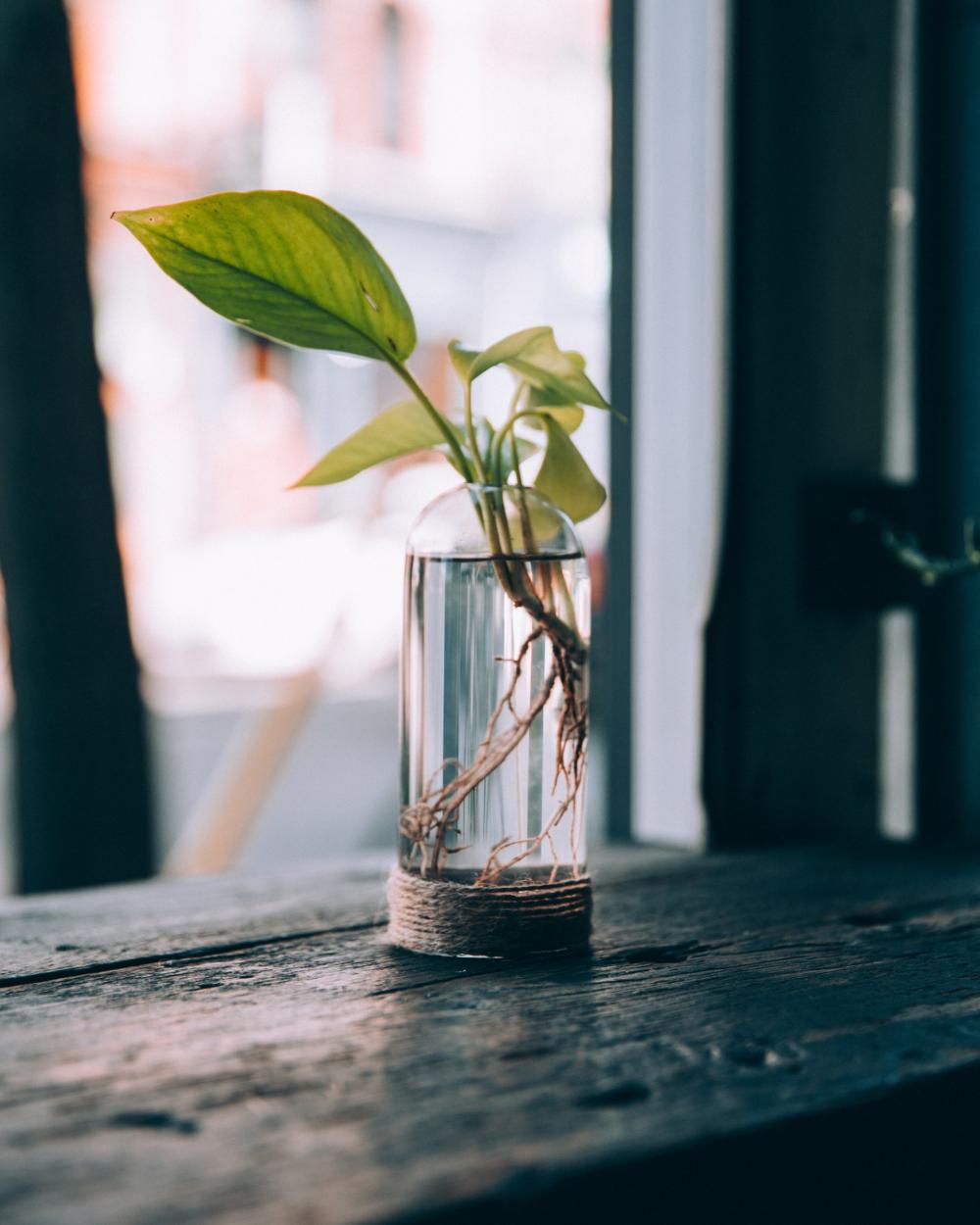 A Plant In A Water Jar By A Window Photo A Plant In A Water Jar By A Window Photo