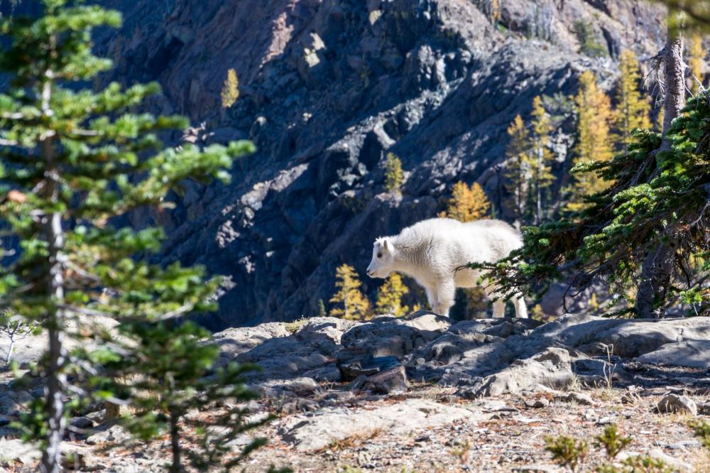 Fluffy Mountain Goat Photo Fluffy Mountain Goat Photo