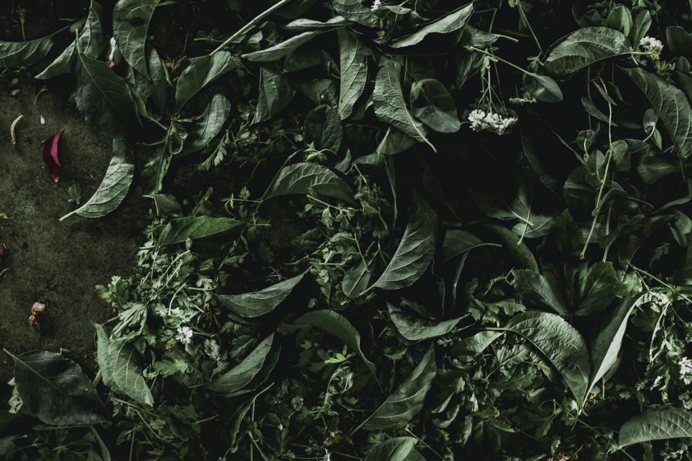 Fresh Mixed Herbs Photo Fresh Mixed Herbs Photo