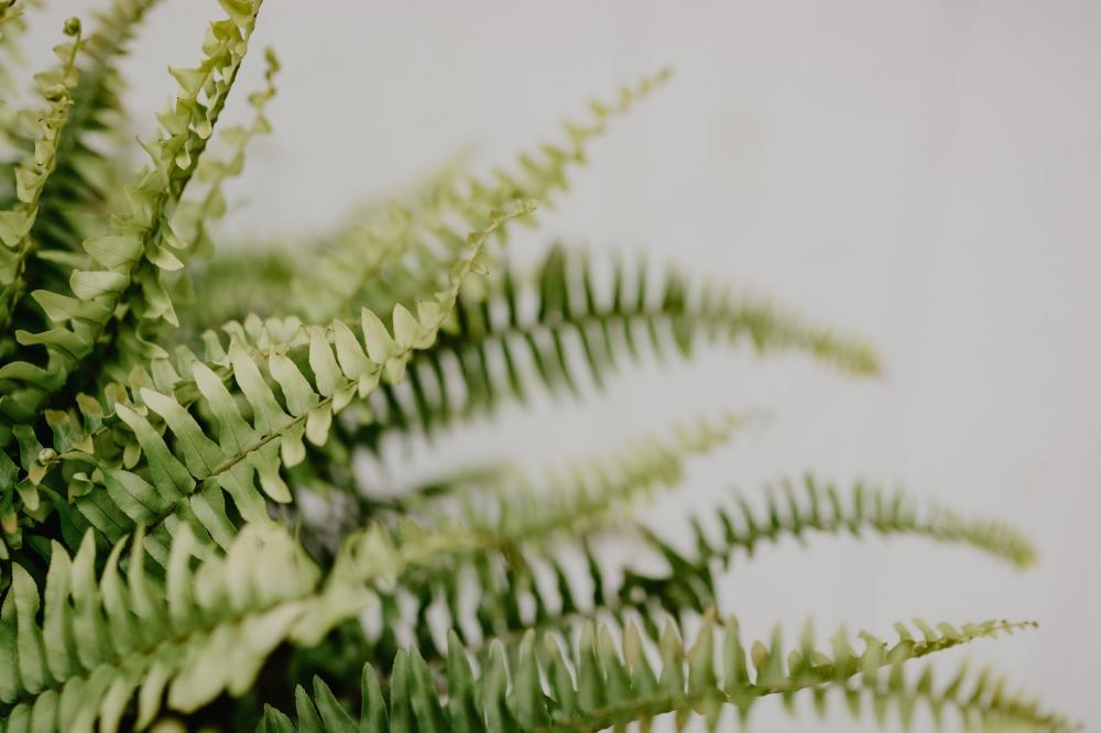 Little Green Leaves On A Twig Against A White Background Photo Little Green Leaves On A Twig Against A White Background Photo