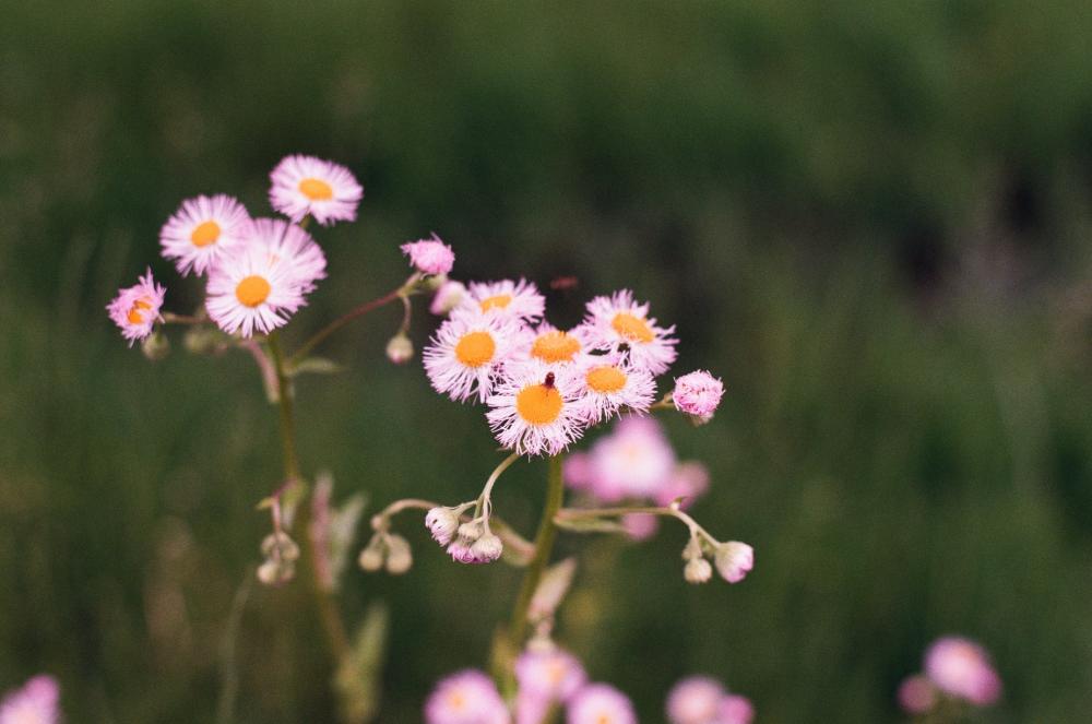 Pink Flowers With Orange Hearts In A Field Photo Pink Flowers With Orange Hearts In A Field Photo