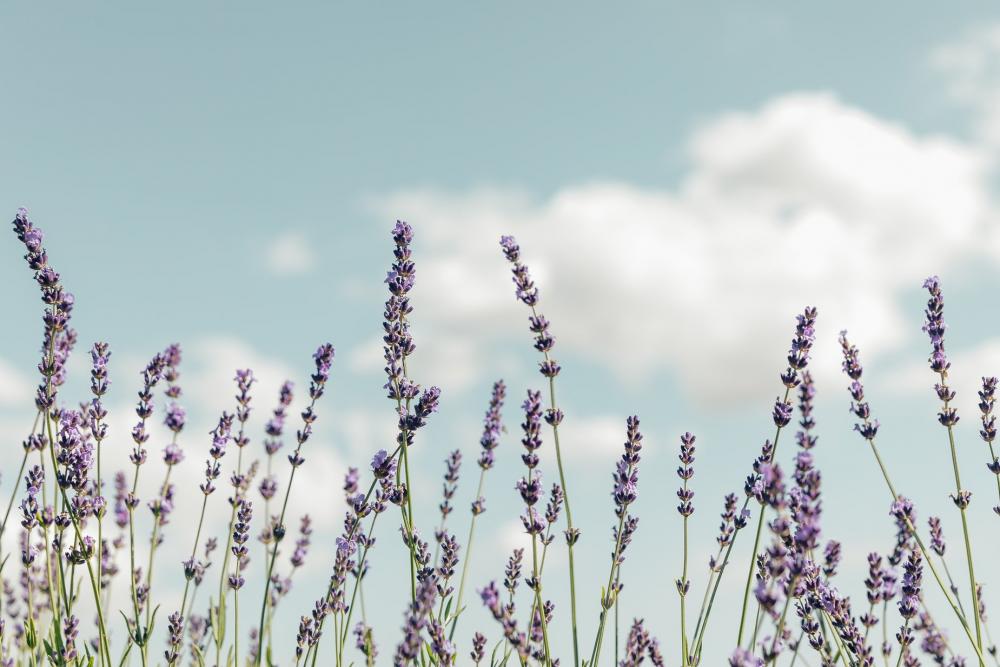 Purple Flowers Pop Photo Purple Flowers Pop Photo